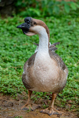 African Goose is a breed of domestic goose. It is one of two domestic breeds that derive from the wild species Anser cygnoides. 