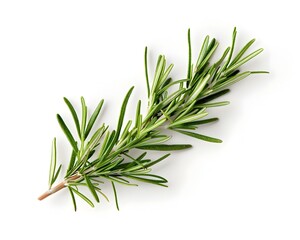 Fototapeta premium Fresh Rosemary Sprig on White Background with Copy Space
