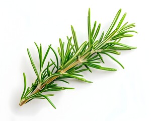 Fototapeta premium Fresh Rosemary Sprig on White Background with Copy Space