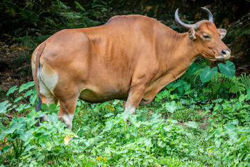 the closeup image of female Banteng.
It  is a species of wild cattle found in Southeast Asia.
Found...