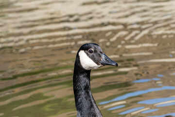 Flock of Canadian Geese Flying Over Duck Pond