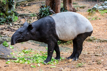 A Malayan tapir. 
It is the largest of the five species of tapir and the only one native to Asia.
The Malayan tapir has rather poor eyesight, but excellent hearing and sense of smell