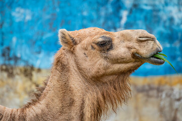 the closeup image of the The dromedary camel  (Camelus dromedarius) head. It  is a large even-toed...