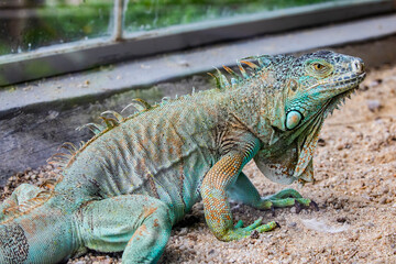 The green iguana bask in the sun, also known as the American iguana, is a large, arboreal, mostly herbivorous species of lizard of the genus Iguana.