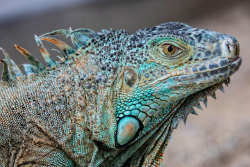 Fototapeta premium The green iguana bask in the sun, also known as the American iguana, is a large, arboreal, mostly herbivorous species of lizard of the genus Iguana.