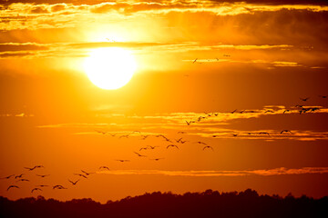 ziehende Kraniche (Grus grus) bei Sonnenuntergang, Diepholzer Moorniederung, Deutschland // Migrating cranes (Grus grus) at sunset © bennytrapp