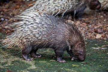 The Malayan porcupine (Hystrix brachyura) is a species of rodent in the family Hystricidae. 
It is a large and stout-bodied rodent covered with quills which are sharp, rigid structures. 