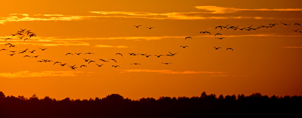 Migrating cranes (Grus grus) at sunset // ziehende Kraniche (Grus grus) bei Sonnenuntergang, Diepholzer Moorniederung, Deutschland © bennytrapp