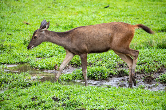 The closeup image of female sambar (Rusa unicolor). It is a large deer native to the Indian subcontinent, South China and Southeast Asia. 