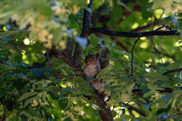 Charming Wildlife Encounter: A Songbird and Iguana Perched in Nature