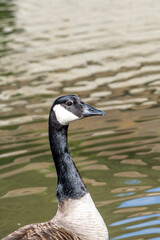 Single Canadian Goose Flying Over Autumn Lake