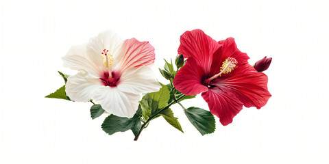 A vibrant composition featuring a red hibiscus flower and a red and white lily, with an isolated red hibiscus flower in focus