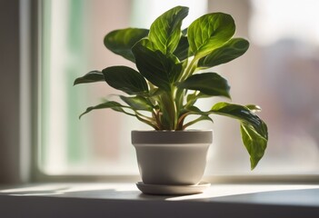 Obraz premium Green plant in a pot on a windowsill. Home atmosphere, flowers, gardening, interior