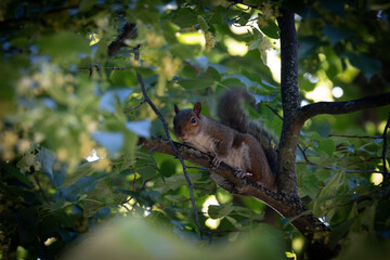 Obraz premium Cute Squirrel Eating Peanut on Tree Branch