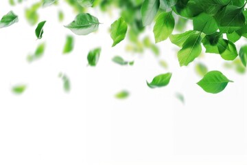 Obraz premium Flying green leaves border backgrounds plant leaf.