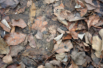 Beautiful autumn backgrounds, golden and brown fallen leaves lie on the ground.