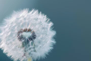 Fototapete Extreme close up dandelion wildflower plant inflorescence backgrounds. © Rawpixel.com