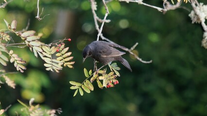 bird on a branch