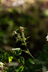 Beautiful Butterfly on Colorful Blooming Wildflower