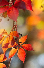 Jesienna impresja. Kolorowe liście dzikiego wina, tapeta, dekoracja. 