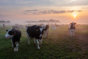 herd of cows in misty meadow during colorful sunrise in the netherlands
