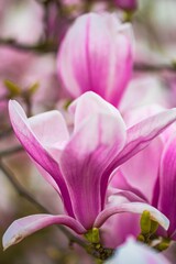 beautiful pink magnolia flowers	blooming in the garden 
