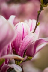 beautiful pink magnolia flowers	blooming in the garden 
