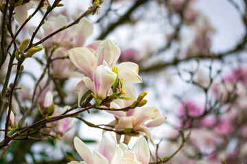 Beautiful white magnolia flowers blossoming in the garden