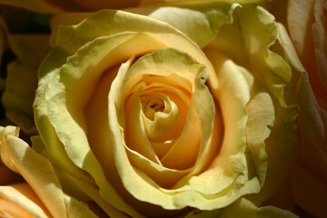 Beautiful floral backgrounds, bouquet of flowers. Nice pink, yellow, peach buds of blossoming roses illuminated by the sun's rays.