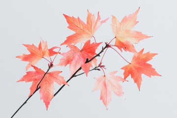A branch with vibrant red leaves against a bright white sky.
