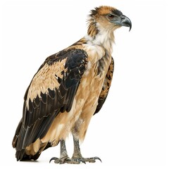 Obraz premium Philippine Eagle Pithecophaga Isolated 