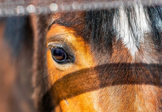 close up of a eyes of a horse