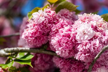 pink and white Sakura blossom	in spring
