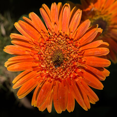 Closeup of a beautiful flower