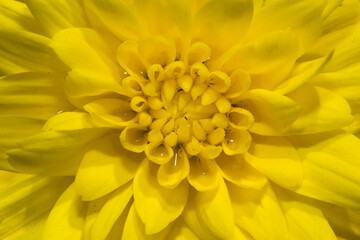 Closeup of a beautiful flower
