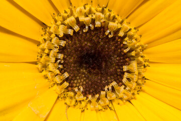 Closeup of a beautiful flower