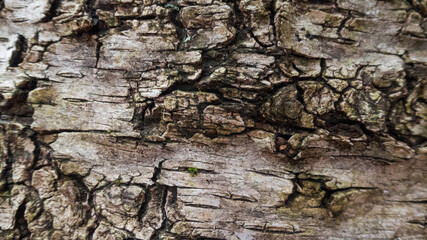 detail of a tree in valsesia