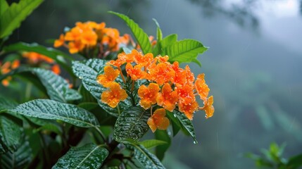 Nature Plants and Flowers