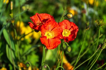 Closeup of the red poppy flower