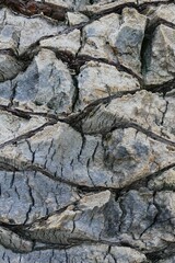 Palm tree bark texture close details natural background