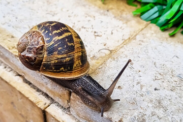 Garden snail on the edge of the garden. Snail with a shell in nature, macro photography.