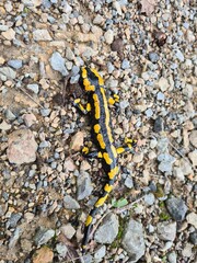 Feuersalamander