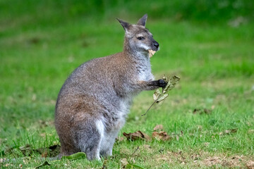 Red Necked Wallaby, Macropus rufogriseus, eating leaves