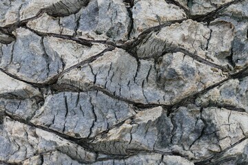 Palm tree bark texture close details natural background