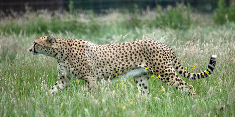 Cheetah walking through long grass