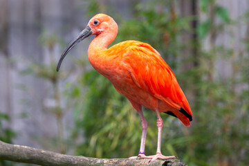 Scarlet Ibis, Eudocimus ruber, bird