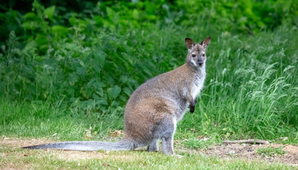 Red Necked Wallaby, Macropus rufogriseus,
