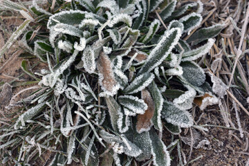 Beautiful and bright nature of autumn and winter, plants. Bright white frost on grass, flowers, flower bushes, shrubs, outdoor flower beds. 