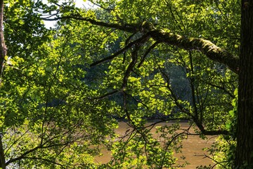 Fototapeta premium green leaves in the forest