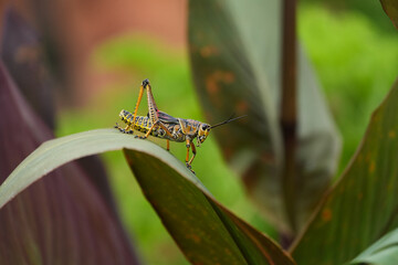Lubber Grasshopper